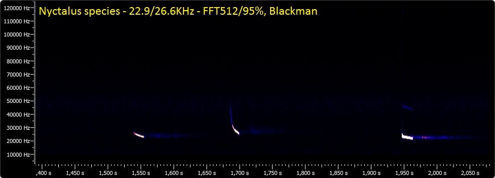 nyctalus 2