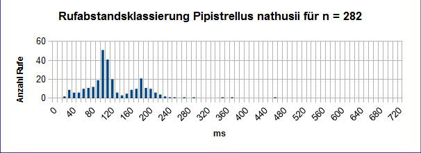 pipistrellus 9